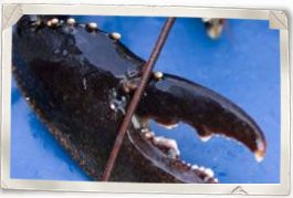 Middag på Stenungsbaden